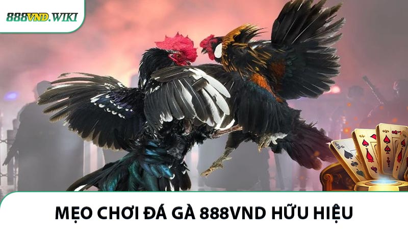 Mẹo chơi đá gà 888VND hữu hiệu giúp thắng to mỗi ngày