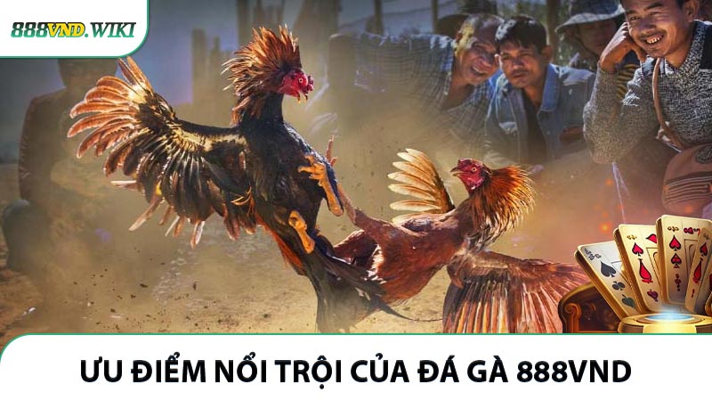 Ưu điểm nổi trội của đá gà 888VND được yêu thích nhất